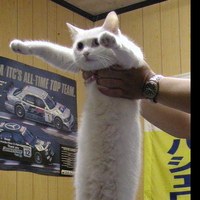 longcat-nice