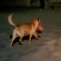 anjing-ini-keliling-kota-sambil-membawa-kepala-manusia-penyebabnya-bikin-ngeri