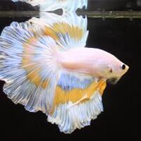 kenapa-ikan-bisa-berenang-dengan-efisien-apa-ikan-bisa-terbang
