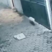 viral-penampakan-babi-ngepet-di-tangerang-selatan-polisi-ungkap-fakta-sebenarnya