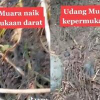 heboh-ribuan-udang-air-tawar-di-gorontalo-naik-ke-daratan-apakah-ada-alasan-ilmiah