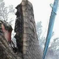 tangkalakuk-ular-raksasa-penunggu-hutan-kalimantan-terekam-kamera-percaya-gansist