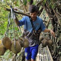 apakah-gansist-pecinta-durian-dan-petualang-di-baduy-sekarang-lagi-musimnya-lho