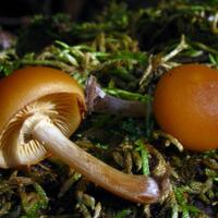 12-jamur-pembawa-maut-yang-patut-kamu-hindari-saat-mengunjungi-hutan