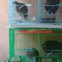 satu-pasang-ayam-hutan-hijau-sangat-lumayan-jinak-murah-meriah