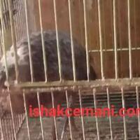 satu-pasang-ayam-hutan-hijau-usia-remaja-jinak