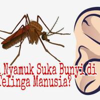 kenapa-nyamuk-sering-terbang-dekat-telinga-manusia-4-penjelasan-profesor-entomologi