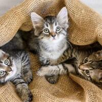 banyak-polemik-menag-susun-izin-pendirian-rumah-ibadah-cukup-rekomendasi-kemenag