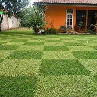 7-jenis-rumput-ini-bisa-digunakan-untuk-mempercantik-pekarangan-rumah-kita-lho-gan