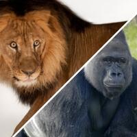 singa-vs-gorilla-siapakah-yang-menang-ini-dia-penjelasannya