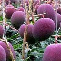 antara-mangga-miyazaki-dengan-harum-manis-lebih-cocok-dibudidayakan-yang-mana-gan