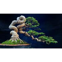 cocok-jadi-penghias-ruang-tamu-7-cara-untuk-hasil-terbaik-menanam-pohon-mahoni