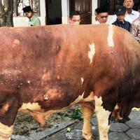 prabowo-berkurban-sapi-11-ton-di-masjid-agung-demak