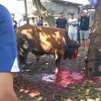 viral-sapi-disembelih-hidup-lagi-di-depok-begini-penjelasannya
