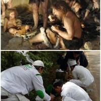 prabowo-berkurban-sapi-11-ton-di-masjid-agung-demak