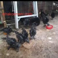 ayam-cemani-walik-usia-3-bulan-harga-super-murah