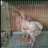 ayam-tukung-songgo-unik-jari-9-dan-jari-10-super-langka