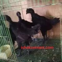 obral-murah-5-pasang-ayam-cemani-3-bulan-harga-borongan-super-sangat-terjangkau