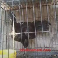 ayam-cemani-remaja-murah-spesial-promo-beli-jantan-gratis-betina