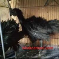 ayam-cemani-walik-3-bulan-istimewa-harga-di-jamin-super-murah