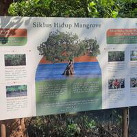 wisata-alam-bebas-di-taman-wisata-mangrove