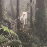 mengenal-moli-anjing-putih-pemandu-jalan-para-pendaki-di-gunung-salak