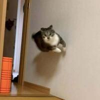 7-potret-yang-menunjukkan-gravitasi-tidak-berlaku-bagi-kucing