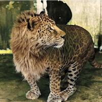leopon--mengapa-hewan-ini-nihil-di-alam-liar-padahal-sebenarnya-memungkinkan