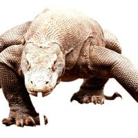 hoaks-air-liur-komodo-tidak-beracun-tapi-bagian-ini-yg-mematikan