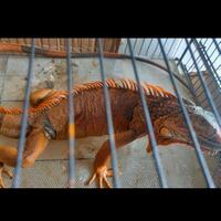 open-adopt-red-iguana-jumbo-jantan