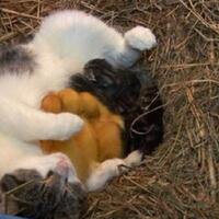 ibu-kucing-yang-merawat-bebek-hingga-dewasa-ini-akan-memberikanmu-pelajaran-hidup