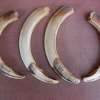 taring-babi