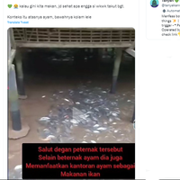bikin-jijik-ternak-lele-diatas-terdapat-kandang-ayam-tapi-ini-tanggapan-pakar-gizi