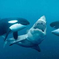 kecerdasan-paus-orca-strategi-berburunya-berubah-ubah-tak-bisa-diprediksi