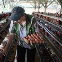 6-juta-peternak-ayam-ri-sepakat-pilih-capres-ini