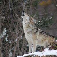 l4us-liverpool-forum-kaskus---season-2023-24---passion-beyond-reason