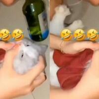 biadab-3-wanita-ini-cekoki-kucing-dengan-minuman-keras-ini-akibatnya