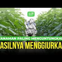 pigmen-klorofil-di-dalam-sayuran-hijau