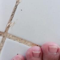 fresh-chapter-of-dear-diary---part-4