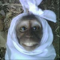 ngeri-lagi-berburu-monyet-warga-tegal-rekam-jelas-suara-kuntilanak