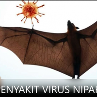 penyakit-virus-nipah-penyakit-emerging-zoonotik-yang-berbahaya