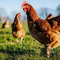 brazil-berhasil-ternak-ayam-raksasa-yang-bisa-capai-tinggi-1-2-meter-mengerikan