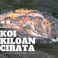 ikan-koi-kiloan-koi-kiloan-ikan-hias-koi-kiloan