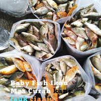 baby-fish-ikan-mas-ikan-mas-balita-baby-ikan-mas