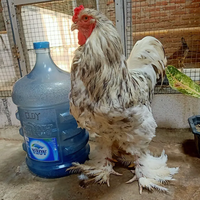 brazil-berhasil-ternak-ayam-raksasa-yang-bisa-capai-tinggi-1-2-meter-mengerikan