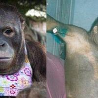 kondisi-pony-sekarang-orangutan-yang-dijadikan-budak-nafsu-dengan-bayaran-rp38-ribu