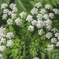 poison-hemlock--tanaman-ini-digunakan-pembunuh-bayaran-hingga-sekarang