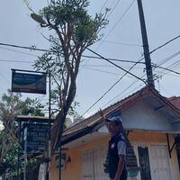 heboh-video-pohon-tabebuya-di-malang-keluar-air-seperti-menangis-apa-yang-terjadi