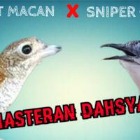 masteran-sniper-gacor-vs-pentet-macan-gacor