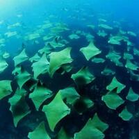 stingray-swarm--fenomena-berkumpulnya-ikan-pari-ini-akan-menakutimu